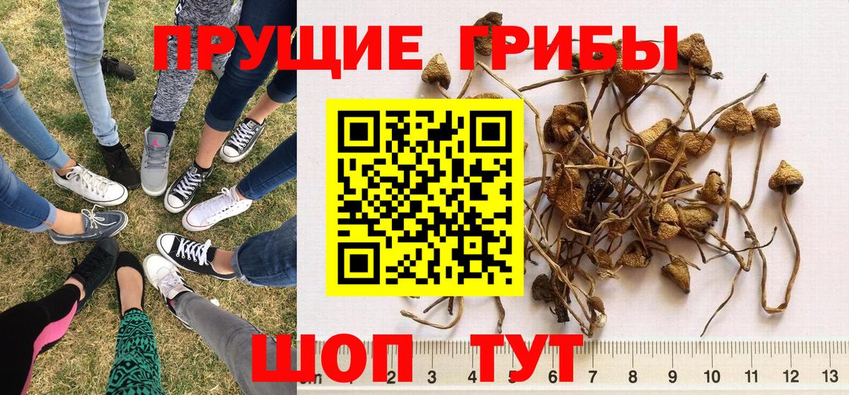 Псилоцибиновые грибы Psilocybe  Псилоцибиновые грибы Cubensis  Тихвин  Вход с VPN 